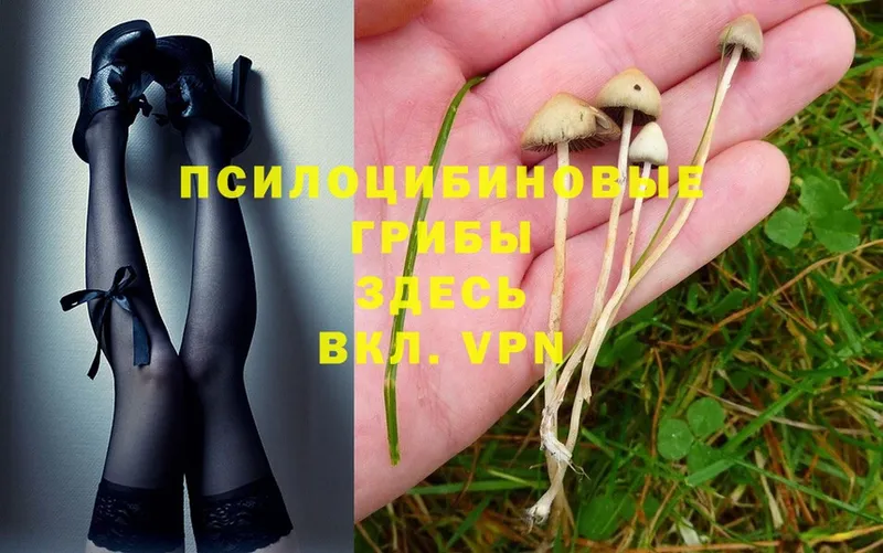 Галлюциногенные грибы Psilocybine cubensis  Пятигорск 